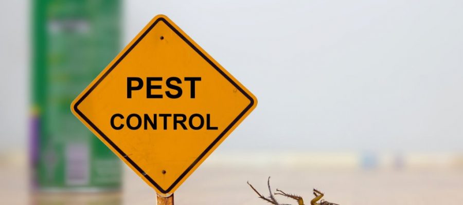 BugOut Pest Control – What You Need to Know
