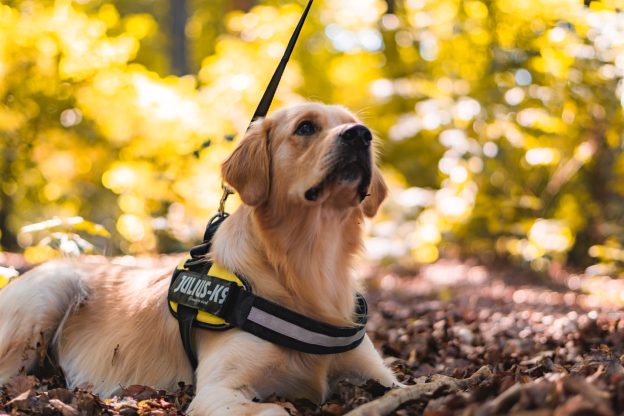 Colcom Foundation Sponsors Medical Service Dogs to Help Veterans With PTSD